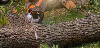Best Arborist Consultation Services  in Lla Lla, WA