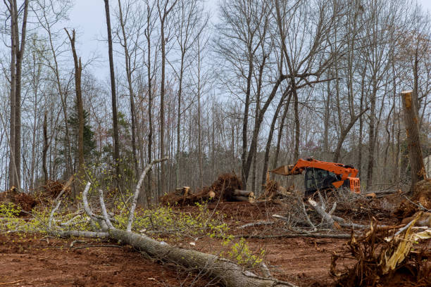 Professional Tree Care in Walla Walla, WA