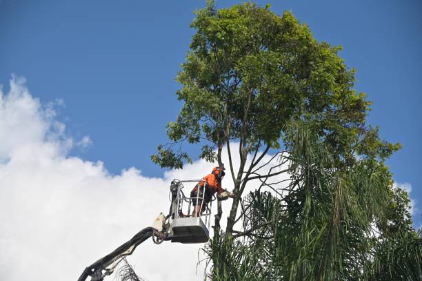 Best Tree and Shrub Care  in Lla Lla, WA