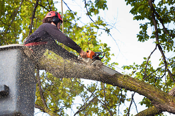 Best Emergency Tree Removal  in Lla Lla, WA