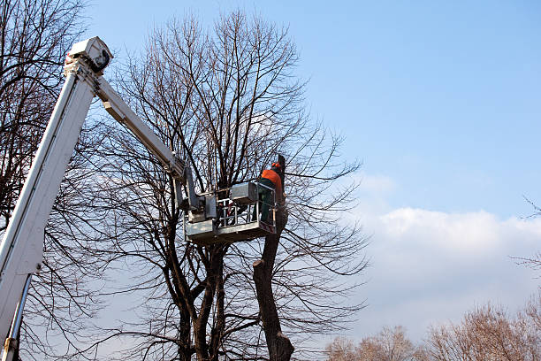 Best Firewood Processing and Delivery  in Lla Lla, WA