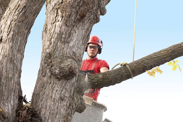 Best Tree Removal  in Lla Lla, WA